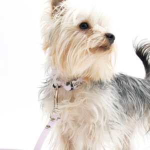 yorkie obi in 3_8 waterproof puppy collar
