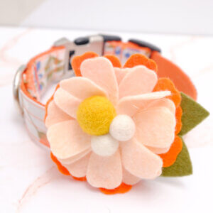 orange flourish cute dog collar flower