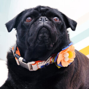 Pug dog collar flower flourish