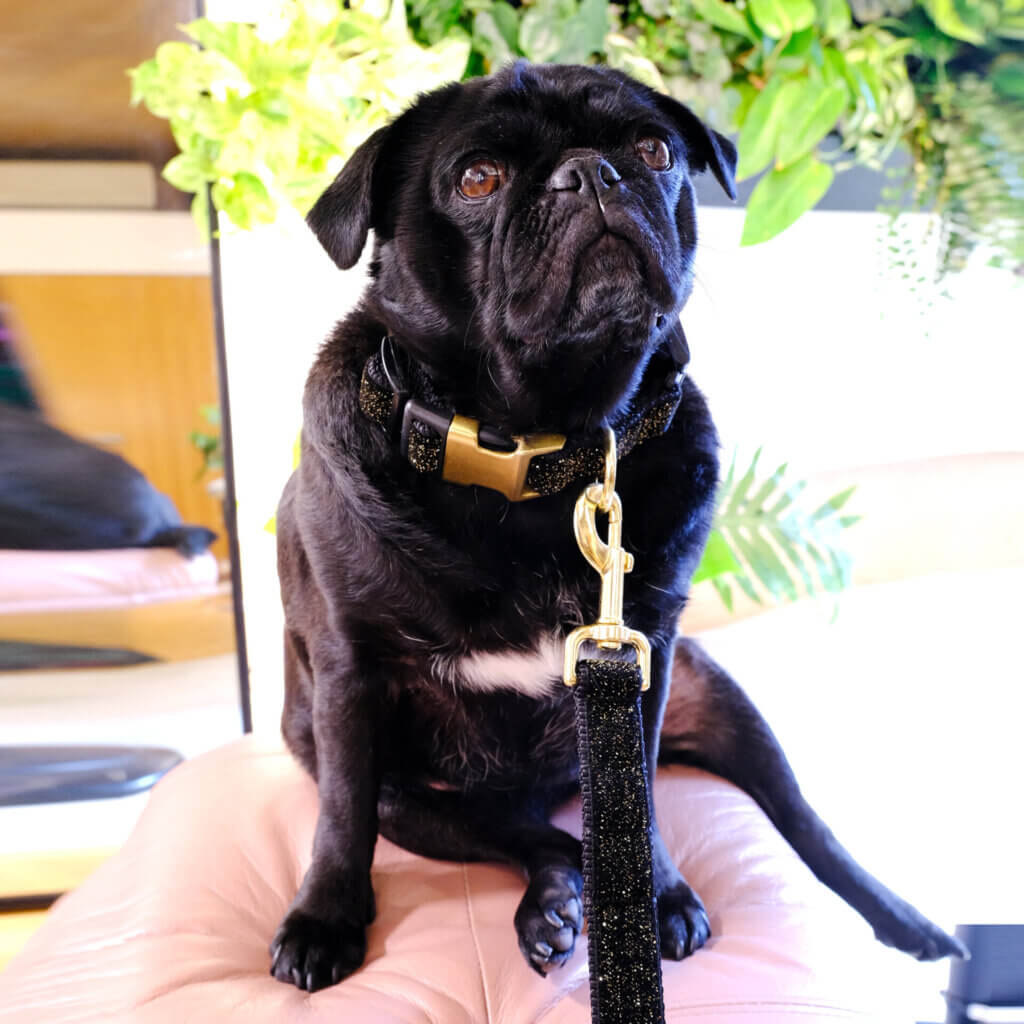 starlight black glitter dog collar sesame