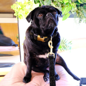 starlight black glitter dog collar sesame