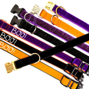 velvet dog collars halloween colors