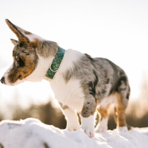 corgi in green laminate dog collar