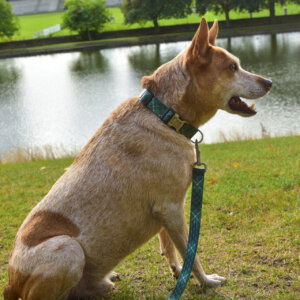 Fox green tartan plaid collar