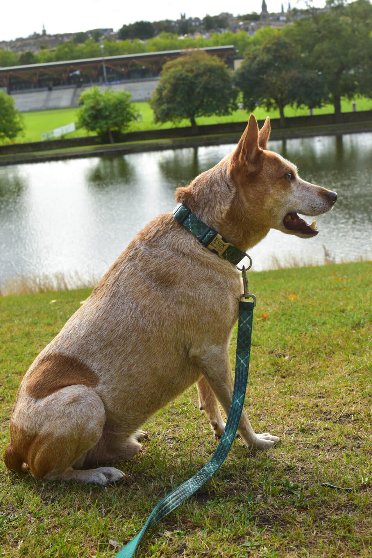 Fox green tartan plaid collar