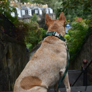 Fox in Edinburgh Green Tartan Dog Collar