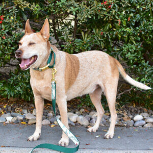 Fox martingale winter berry square eyes closed