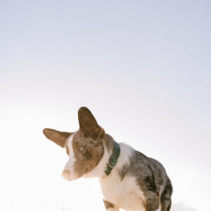 corgi in green laminate dog collar