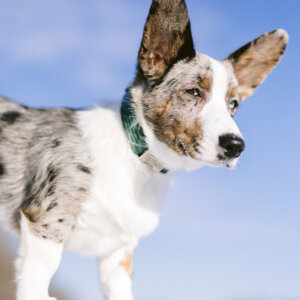 corgi in green laminate dog collar
