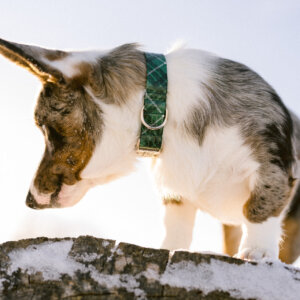 Green Tartan on Corgi Snow