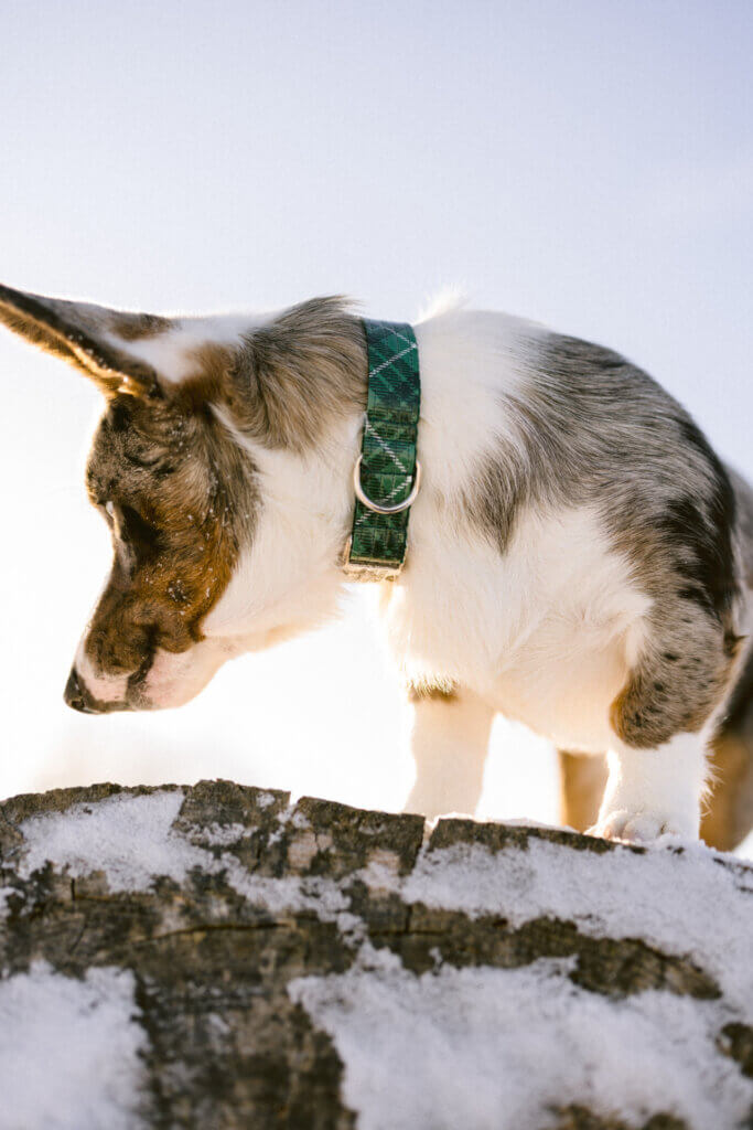 Green Tartan on Corgi Snow
