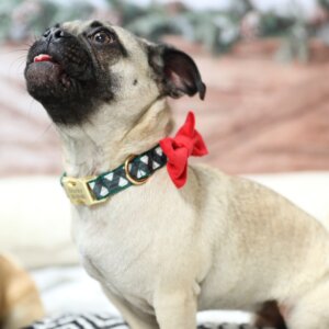 North Plaid on Ducky Pug