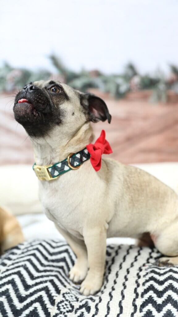 North Plaid on Ducky Pug