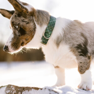 Pembroke Corgi Tartan Dog Collar