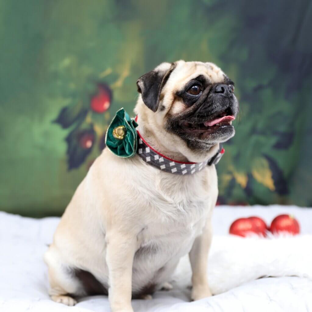 Pug North Plaid holiday pic