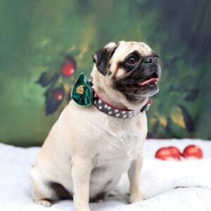 Pug North Plaid holiday pic