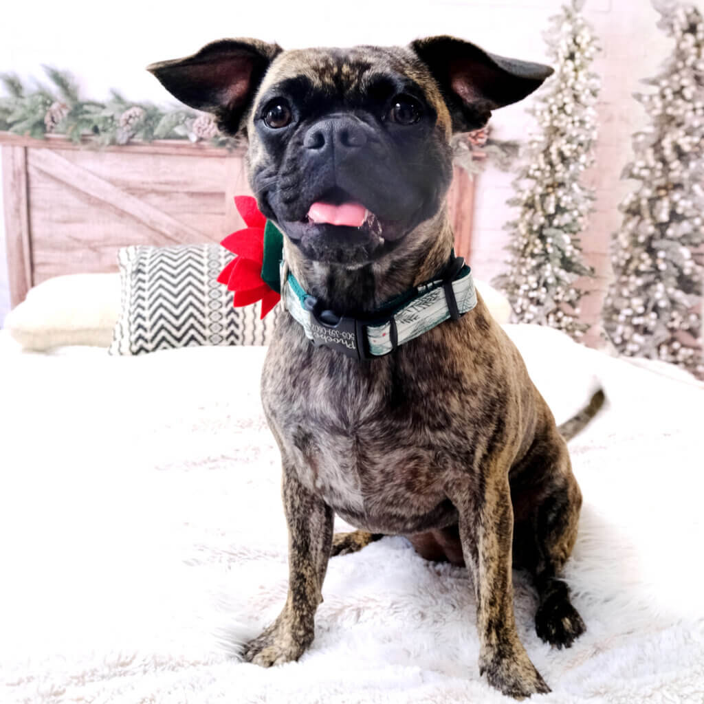 christmas dog collar french bulldog winter berry
