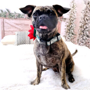 christmas dog collar french bulldog