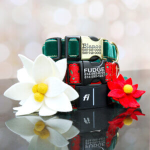 fi holiday collars and accessories