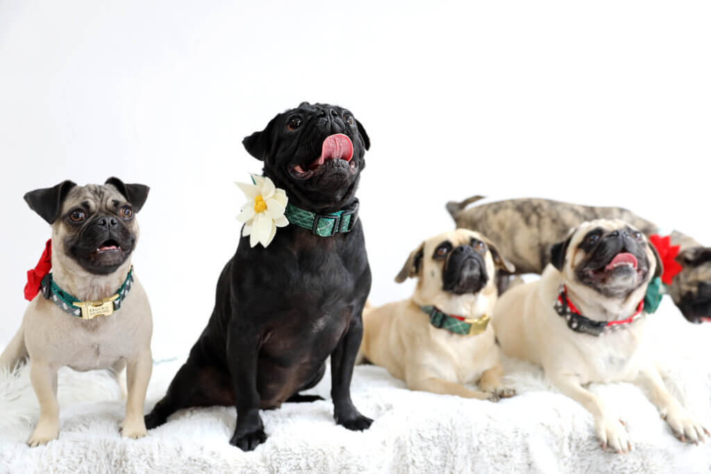 holiday dog collars on pugs green tartan