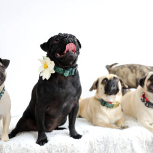 holiday dog collars on pugs green tartan