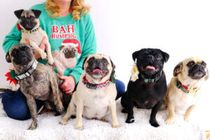 holiday dog collars pugs