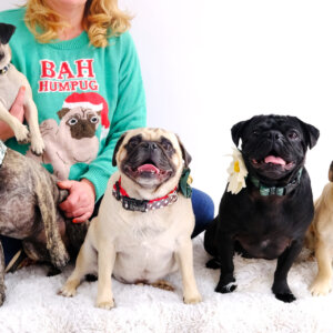 holiday dog collars pugs