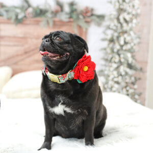 holiday christmas dog collar