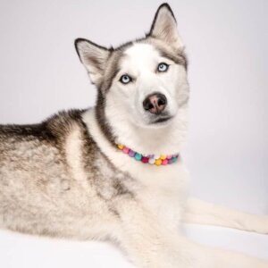 Gigi the Husky Friendship Collars