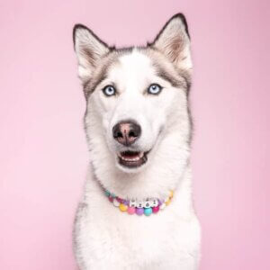Gigi the Husky Friendship Collars