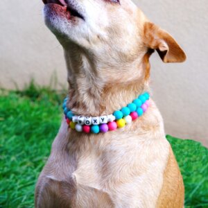 beaded dog collar with name for concert