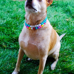 beaded dog collar with name or number personalized