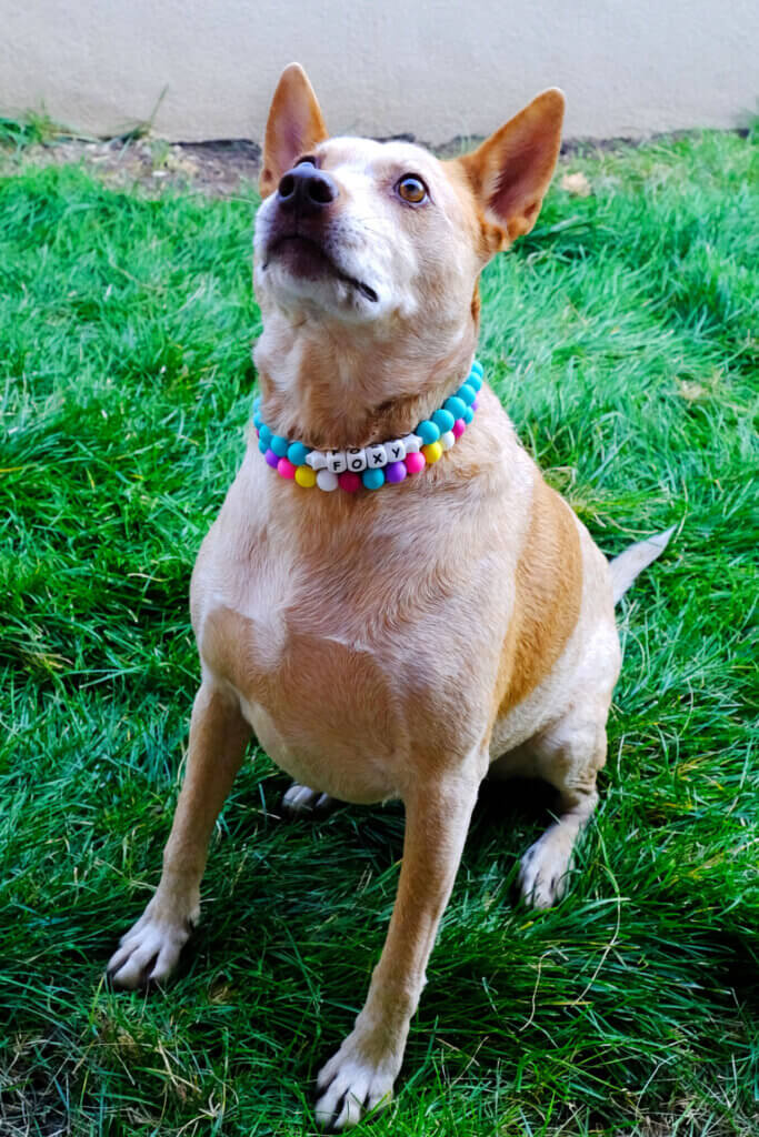 beaded dog collar with name or number personalized