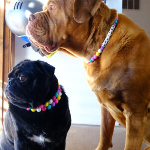 friendship dog collar for pets