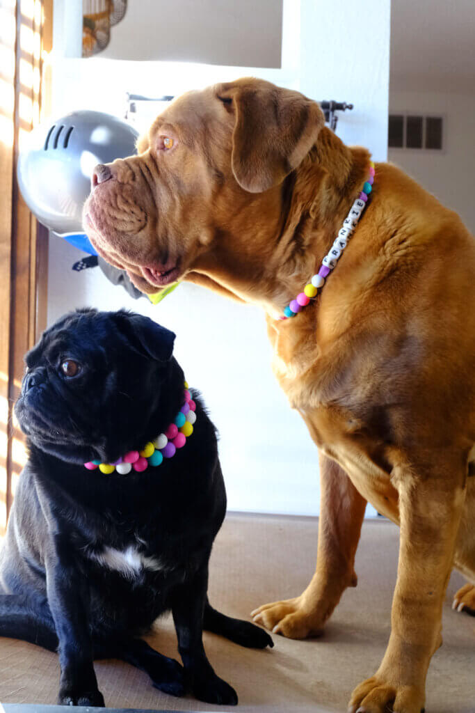 friendship dog collar for pets