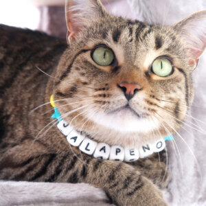 cat in custom collar with name