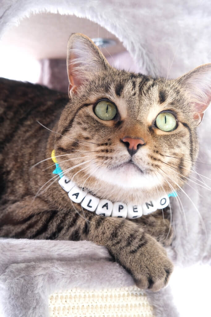 cat in custom collar with name