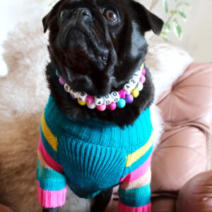 bead phone number dog collar pug