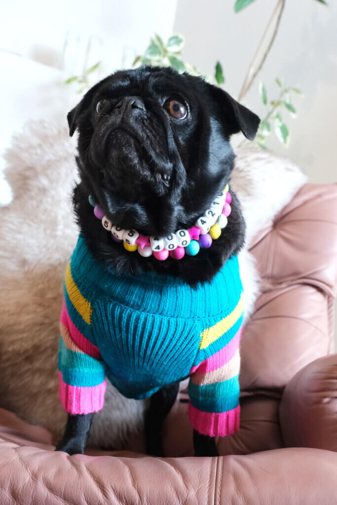 phone number bead collar sesame pug