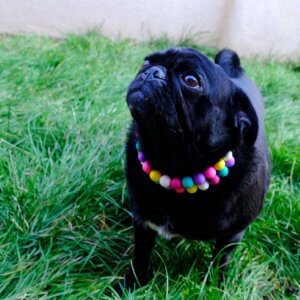 sesame pug friendship bracelet collar