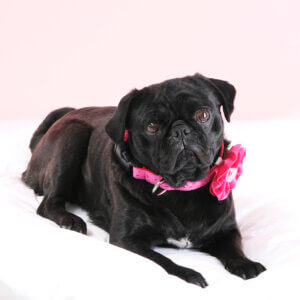 sesame pug valentine collar pink