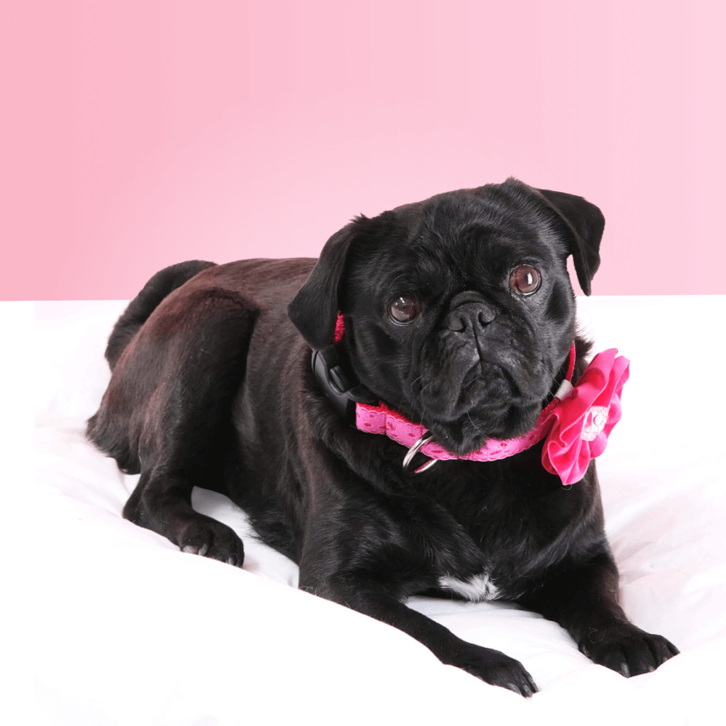pug valentine