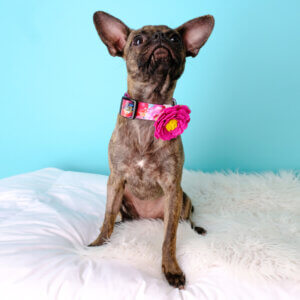 Chihuahua best dog collar flowers amelia