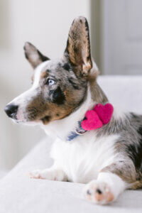 corgi valentine dog collar
