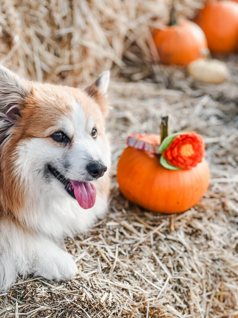 Halloween Corgi Photos Peony Paisley Collar