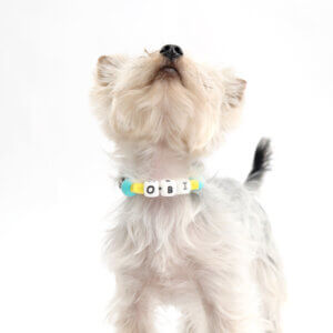 Obi yorkshire terrier in beaded collar
