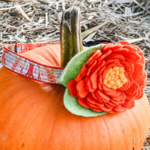 Peony Flower Dog Collar Accessory on Pumpkin