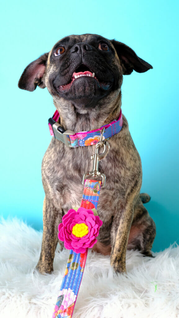 Phoebe Smiling Laminated Cotton Amelia