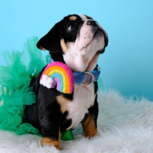 Rainbow collar on puppy