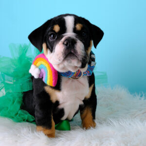Rainbow laminated cotton collar Teddy